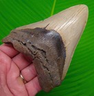 5 01    Megalodon Shark Tooth  Real Fossil No Restorations Sharks Teeth