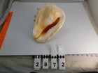 Conch Seashell  Queen Tiger Horned Helmet  About 8 