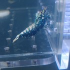 Boa Galaxy  10  Juvenile    sixi Lineage    Tru Metallic