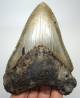 Megalodon Shark Tooth Real Fossil - 4 35  No Restorations Shark Teeth Natural
