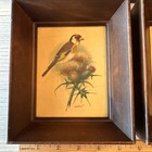 Set Of 4 Vintage Framed Mid-century Bird Prints By Ph Gonner 6  X 5 