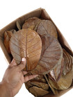 600pc Almond Leaves  5   Catappa Indian Ketapang Leaf Shrimp Betta Fish Aquarium
