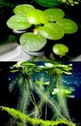 Amazon Frogbit  Floating Plant  20 plants 80 leaves 