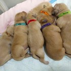 Newborn Puppy Litter Whelping Collars Puppies Supplies Identification Dog Cat Id