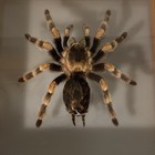Taxidermy Mexican  Red Knee Tarantula In A Nice Wood   Glass Display Case 