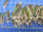 Y99 Lot Of 50 Captive Raised Green Conure Parrot Wing Feather