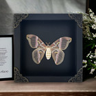 Framed Moth Shadow Box Display Real Taxidermy Insect Frame Gothic Decor