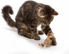 Ourpet s Play-n-squeak Twice The Mice Cat Toy  2pc  interactive Catnip Toy  Real