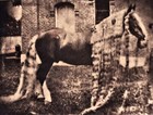 A Turn Of The Century Magic Pony   Amazing Long Tail And Mane   Cabinet Card