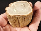 Nice Bark  Polished Petrified Wood Roller Fossil Madagascar 204gr
