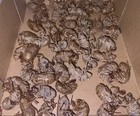 Cicada Insect Shells Exoskeletons Lot Of 100  Indiana 2026 Real Wild Bug Skins