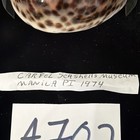Cypraea Tigris 86 0mm Carfel Shell Museum 1974 Philippines  a702 