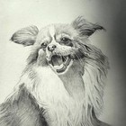 Framed Pencil Drawing Artwork Portrait Papillon Dog Painting Signed
