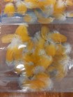 50 Blue   Gold Macaw Yellow Body Feathers Molted Crafts Fishing Clean 
