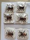  in U s  Cyclocosmia Ricketti Trapdoor Spider   Dried Specimen Spread Legs
