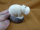  tne-hip-499b  Baby Hippo On Tagua Nut Base Figurine Water Baby Hippos