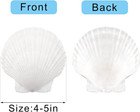 Large Natural Scallop Shells 4-5  White Seashells Bulk Crafts Beach Decor 10pc