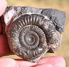 Ammonite  Dactylioceras  Jurassic Era  United Kingdom  2