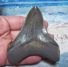 Megalodon Shark Tooth 3 3 8  Sharks Teeth Big Jaw Fossil Real Georgia Serrated