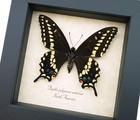 Real Framed Butterfly Eastern Black Swallowtail Papilio Polyxenes  Display