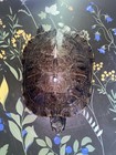 Vintage Taxidermy Reptile