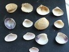  q200 Nice Mix Of All Different  Attractive  Approx  22-44mm Clam Shells