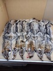 Tanned Eastern Xxl Semi-hvy Coyote Hide  1 Full Tail Grade furs taxidermy crafts