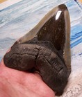 Megalodon Shark Tooth 4 7 8 Shark Teeth Huge Sharp Fossil Stunning Color  real