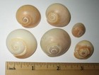 6 Beautiful Hand Collected Natural Sea Shells From South Florida  Usa   30 3g  1