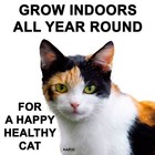 Cat Grass Seeds - Oat Grass - 25g 50g 100g 250g 500g 700g   1kg Free Uk Delivery