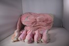 Hasbro 1992 Pink Bunny Surprise Plush Stuffed Animal Rabbit 5 Babies Vintage