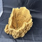 Large Natural Sea Sponge Vase Ocean Sea Marine 9 X 9 Inches