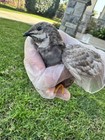 18 Button Quail Hatching Eggs Rare Exotic Colors  Chinese Painted