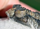 Trilobite Fossil  Coltraneia Oufatenensis From Morocco  2