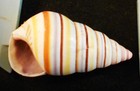 12 Real Haitian Tree Snail Shells  striped Candy Snail  1-2  Beach Crafts Ocean