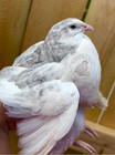 24 Jumbos Rare Colors Coturnix Quail Hatching Eggs - Assorted Colors Variety