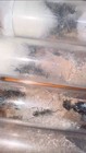 Golden Weaver Polyrhachis Dives 20-40w  feeders 