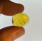 A101 Bu3538 Beautiful Feathers Nicely Displayed In Burmese Amber Burmite 99mya
