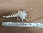 Sea Shell  Murex Venus Comb   Nigrospinosus Perfect Points  s-67 