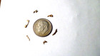 Cool Shapes Natural Arizona Wire Gold Nuggets  238 Grams Rare Az Gold