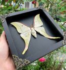 Real Luna Moth Frame Wall Hanging Decor Insect Taxidermy Birthday Gift For Kid