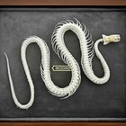 Taxidermy Real Snake Skeleton Model 11 Inch Animal Anatomy Decor
