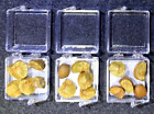 Cinco De Mayo - 15 Mexican Jumping Beans  3 Cases With 5 Beans In Each Case