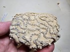 Fossil Chain Coral - Halysites - Door County Wisconsin - Great Textural Specimen