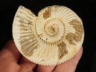 111 Million Year Old  White Ribbed Ammonite Fossil With Stand 126gr