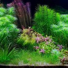 Dwarf Hairgrass   Aquarium Plants Factory  