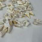 Lot Of 50 Real Coyote Molars Teeth Taxidermy Art Weird Odd Project Unqiue   3074