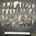 Megalodon Shark Tooth Fossil Partials Huge Lot Of Partial Shark Teeth Florida