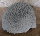 Brain Coral Ivory 5    