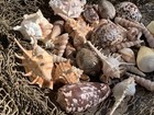 Large Beautiful Seashells Sea Shells 1 Kilo Best Value   Price Free Ship 